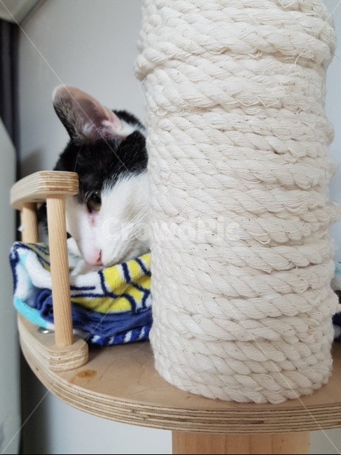 cattower,고양이,검정색,하얀색,cat,캣타워,동물,animal,포유류,mammal,고양이,cat,kitten,kitty