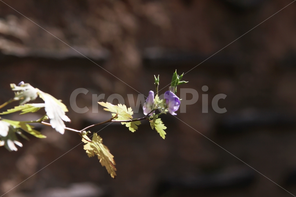 투구꽃,가을꽃,꽃,식물,자연,야생화,식물,자연,plants,nature,꽃,flower