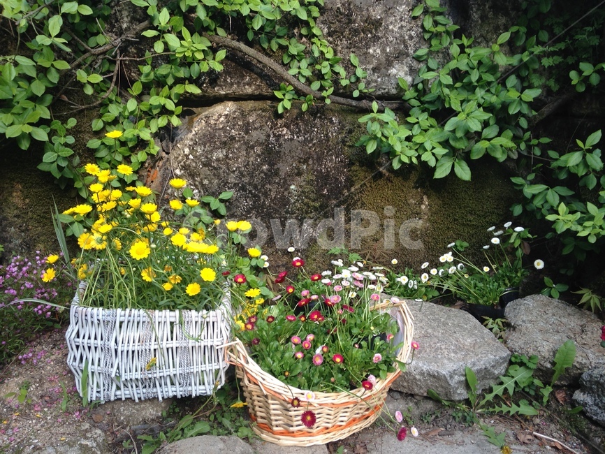 화분,귀여운,꽃,flower,바구니,식물,자연,plants,nature,꽃,flower
