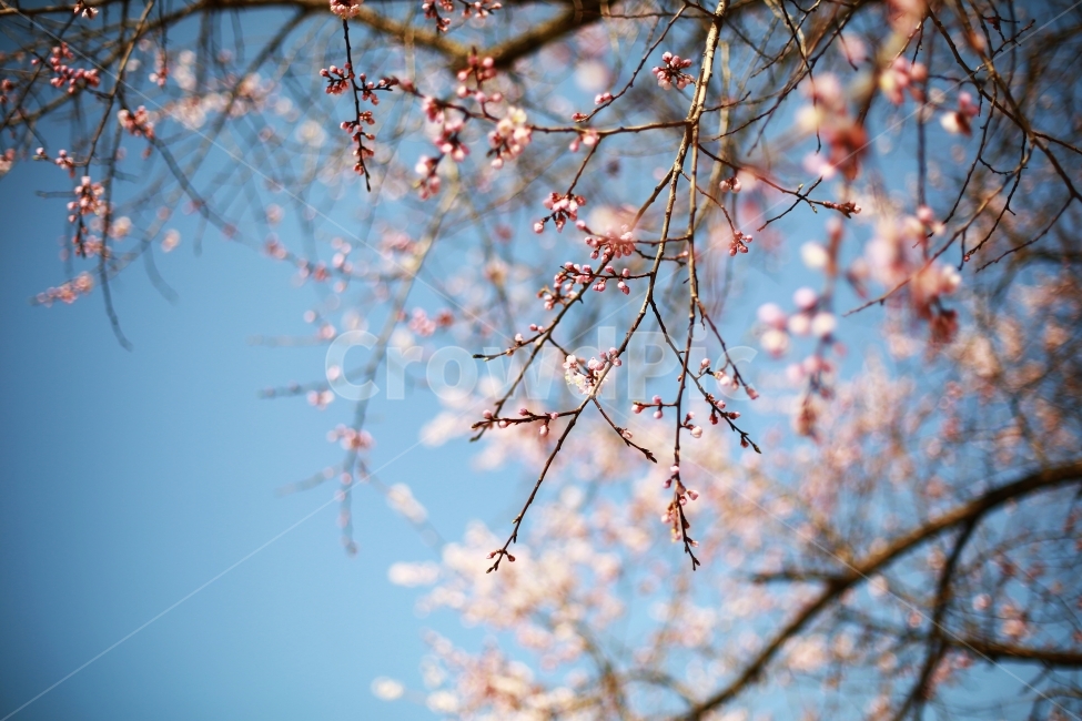 봄,꽃,매화,매화꽃,하늘,분홍,핑크,자연,나무,봄,계절,spring,season,식물,자연,plants,nature,꽃,flower,감성,sensible,feeling,plant,blossom,cherry blossom,벚꽃