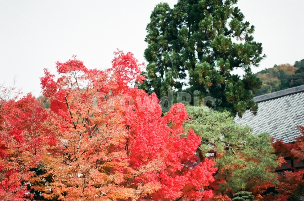 가을,붉은색,주황색,초록색,하늘,가을,계절,fall,autumn,season,해외,외국,세계,foreign,oversea,world,식물,자연,plants,nature,나무,trees,wood,감성,sensible,feeling,tree,plant,maple,단풍