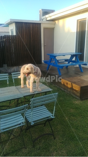 강아지,애견,제주도,테이블,개,동물,animal,포유류,mammal,개,강아지,dog,doggy