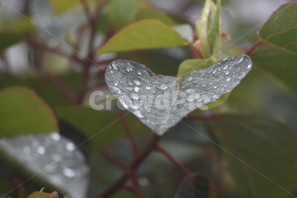 아침,이슬,자연,배경,꽃,식물,blossom,plant,geranium,제라늄,비오는날,비내리는날,꽃잎,계절,springseason,비,rain,rainy,petal,호주,Australia,멜버른,Melbourne,브리즈번brisbane,leaf