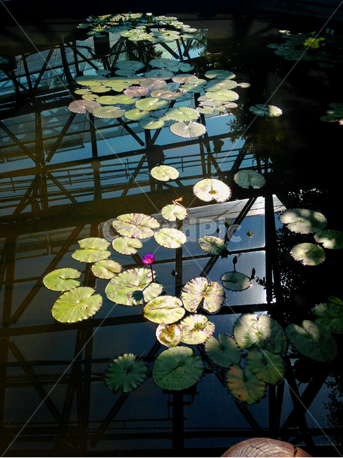 자연,연꽃,연잎,물위에식물,식물,식물,자연,plants,nature