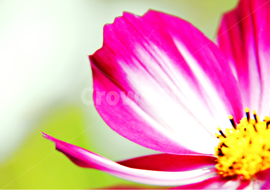 자연,가을꽃,코스모스,식물,느낌,감성,가을,계절,fall,autumn,season,식물,자연,plants,nature,꽃,flower,plant