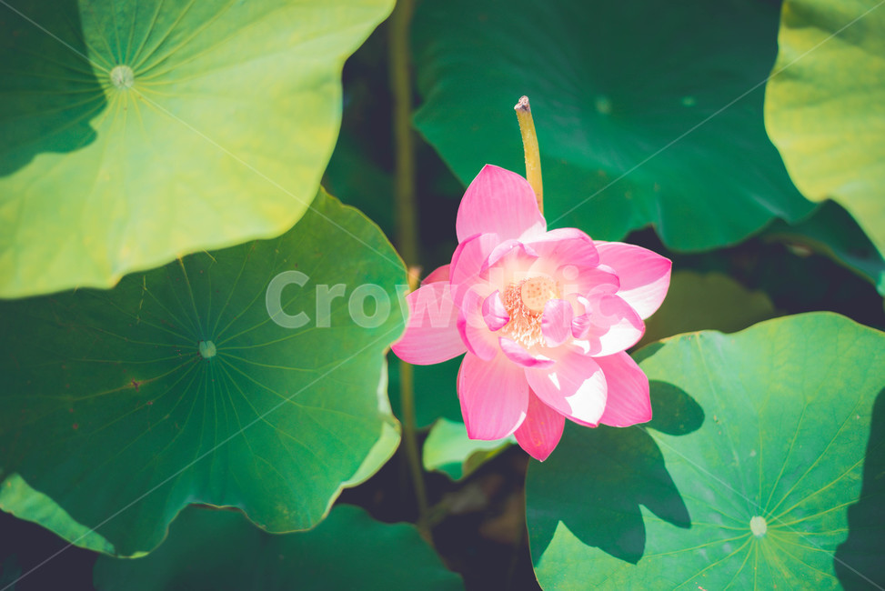 식물,꽃,연꽃,여름꽃,분홍꽃,식물,자연,plants,nature,꽃,flower