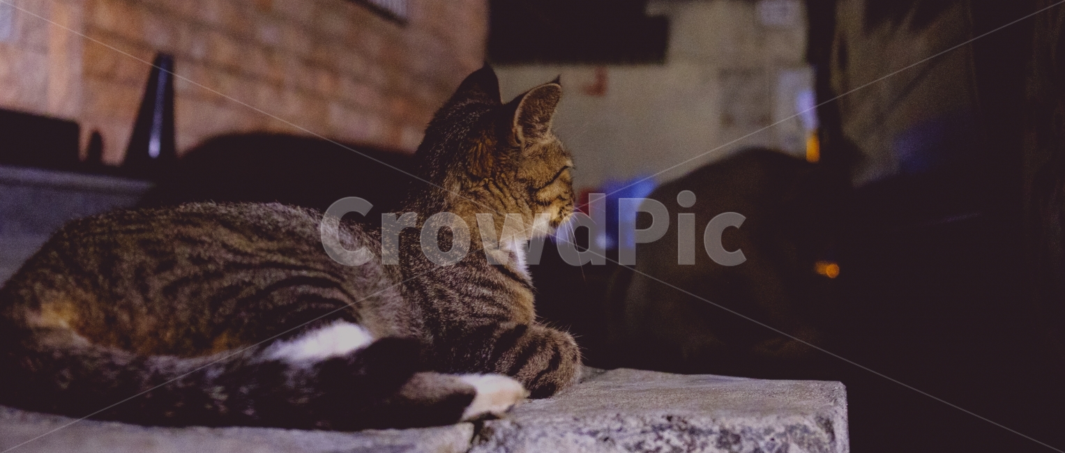 고양이,길거리,근접,동물,저녁,밤,동물,animal,포유류,mammal,고양이,cat,kitten,kitty