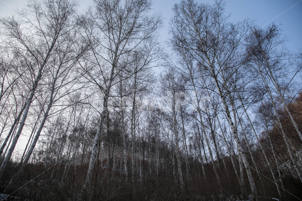 설경,눈풍경,자작나무숲,인제,자작나무,풍경,풍경사진,여행사진,여행,자연,nature,landscape,식물,plants,나무,trees,wood,흑백,모노톤,monochrome,blackandwhite,감성,한국자연풍경,한국자연경관,koreanlandscape,눈꽃,원대리,배경,백그라운드,snow,겨울,계절,winter,season,자연,풍경,nature,landscape,식물,plants,나무,trees,wood,tree,plant