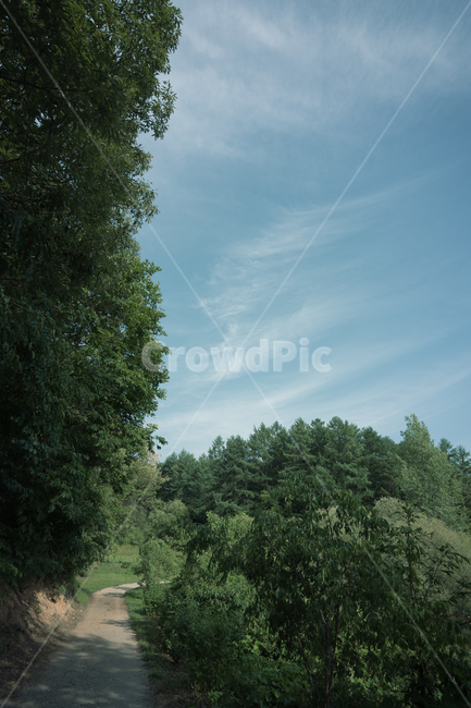 outdoors,옥외,plant,식물,leaf,잎,tree,나무