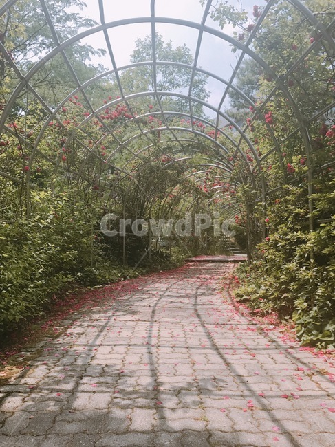 대학교,거리,장미,꽃길,울타리