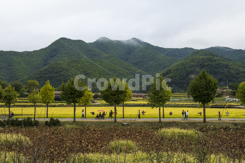 논,나무,산,초록색,노란색,자연,풍경,nature,landscape,한국자연풍경,한국자연경관,korea nature landscape,사람들,대중,군중,other people,crowd,plant,식물,grass,잔디,human,인간,person,사람