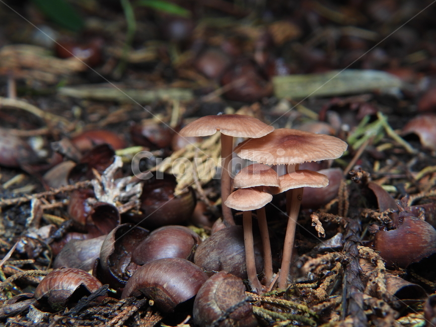 버섯,밤껍질,자연,식물,군체,버섯류,버섯,mushroom