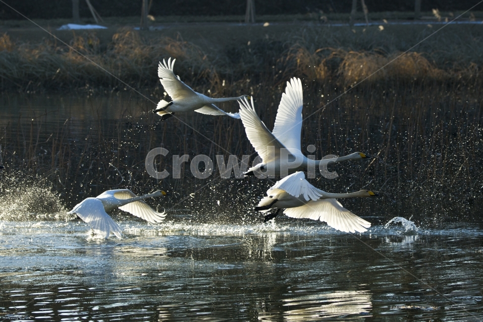 고니,백조,조류,동물,자연,비상,고니의비상,빛,역광,동물,animal,조류,새,birds