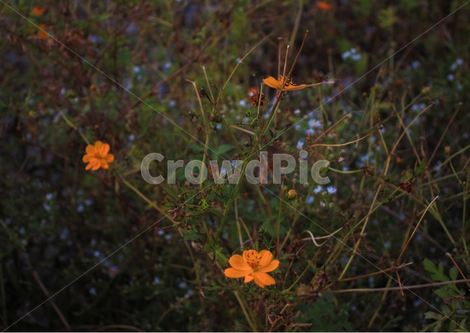 가을,꽃,식물,코스모스,cosmos,가을,계절,fall,autumn,season,식물,자연,plants,nature,꽃,flower