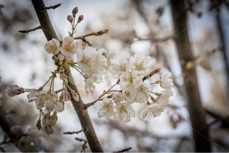 봄,꽃,매화,자연,풍경,봄꽃,spring,flower,nature,beauty,봄,계절,spring,season,식물,자연,plants,nature,꽃,flower,plant