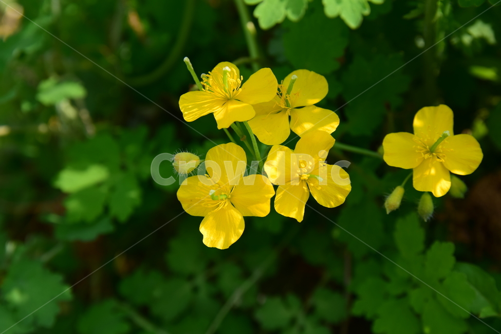 애기똥풀,노란꽃,풀꽃,꽃,들꽃,초록색,식물,자연,flower,plant,접사,nature,클로즈업,closeup,봄꽃,꽃잎