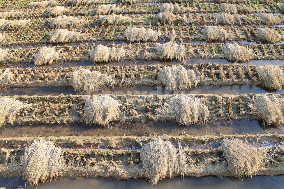자연,논,추수,가을,가을추수,볏단,볏짚,nature,harvest,ricesheaf,sheafofrice,ricefield,ricepaddy,autumn,fall,가을,계절,fall,autumn,season,농업,농사,agriculture,farming,farming industry,rock,록