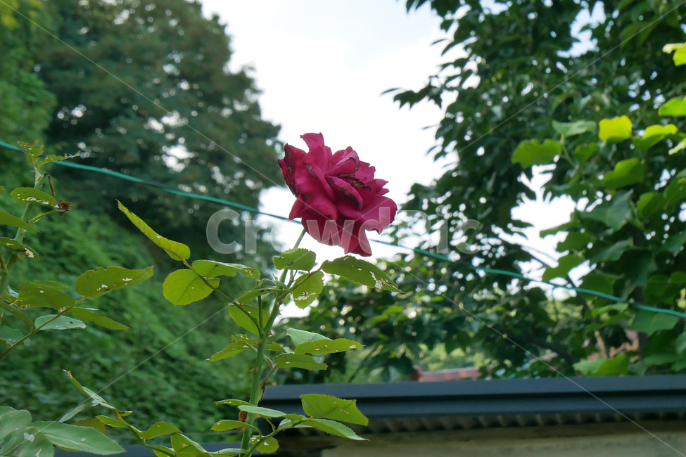 꽃,시골,녹색,마당,식물,초록