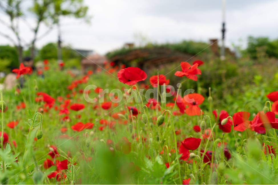 양귀비,꽃,나무,하늘,구름,식물,자연,plants,nature,꽃,flower