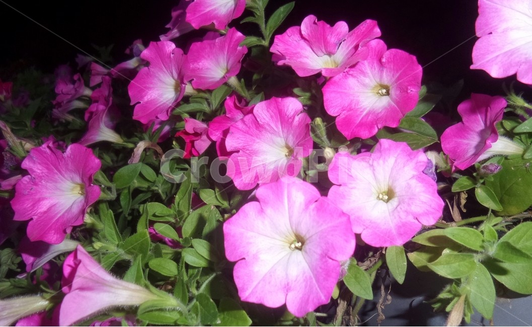 페튜니아,일년초화류,일년초,가지과,원예용,식물,자연,plants,nature,꽃,flower