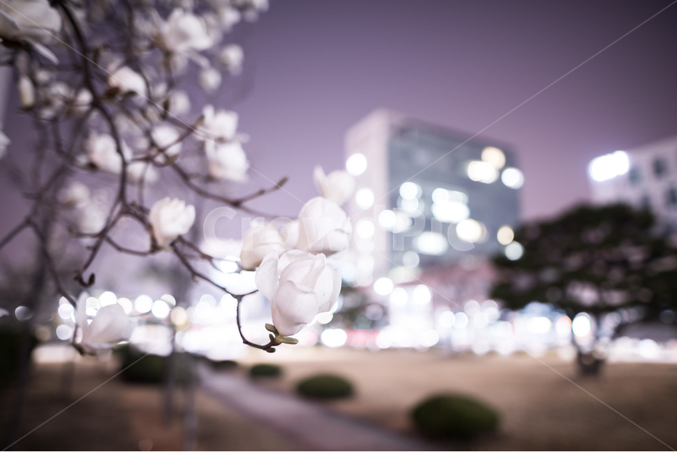 보케,목련,야간,봄꽃,꽃,봄,계절,spring,season,야경,밤,풍경,nightscape,night,landscape,식물,자연,plants,nature,꽃,flower,plant,blossom,cherry blossom,벚꽃