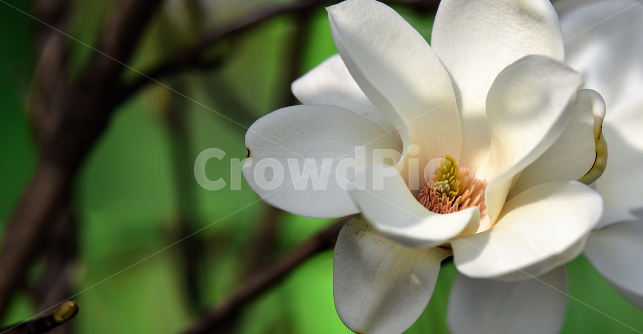 꽃,목련,백목련,봄,봄꽃,봄,계절,spring,season,식물,자연,plants,nature,꽃,flower,plant