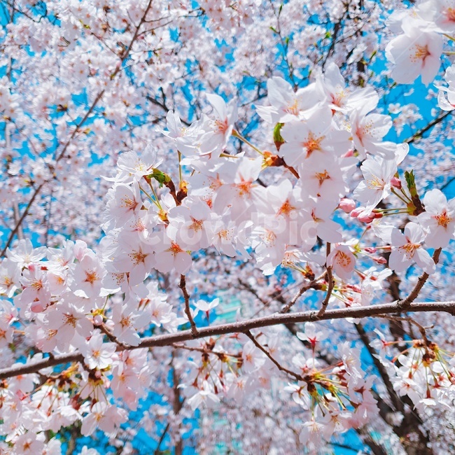 벚꽃,청량,봄,봄냄새,희망