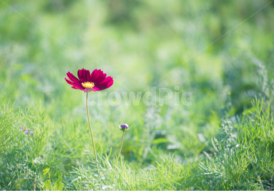 코스모스,꽃밭,자연,꽃,순정,애정,조화,가을,계절,fall,autumn,season,식물,자연,plants,nature,꽃,flower,plant,anemone,아네모네,blossom