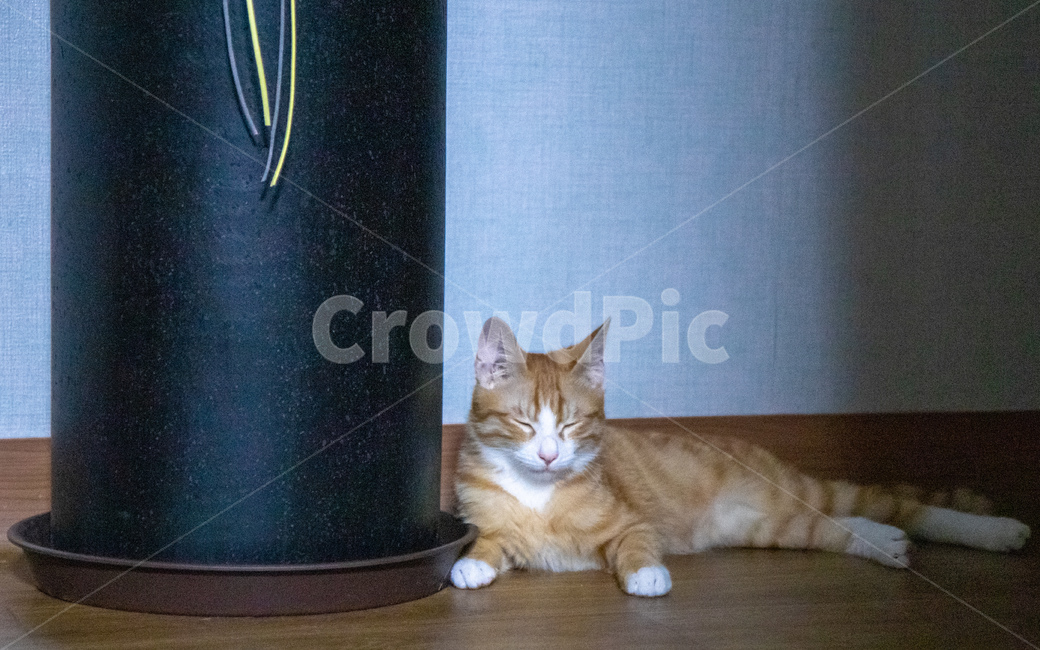 아기고양이,치즈고양이,집고양이,치즈태비,코리안숏헤어,화분,동물,animal,포유류,mammal,고양이,cat,kitten,kitty