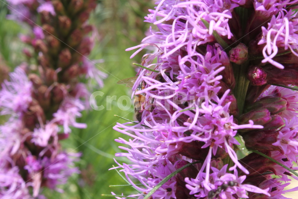 꽃,리아트리스,liatris,보라색,식물,식물,자연,plants,nature,꽃,flower