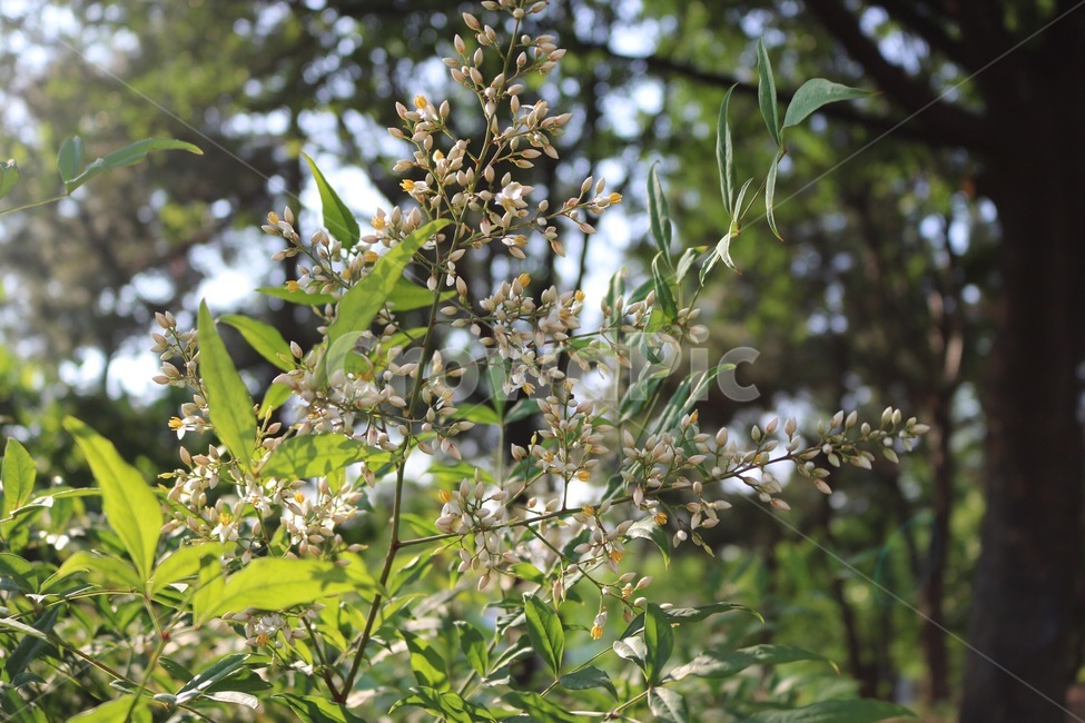 꽃,꽃봉오리,식물,자연,초록,흰색,노랑,flower,flowerbud,plants,nature,green,white,yellow,hana,tsubami,shokubutsu,midori,shiro,kiiro,식물,자연,plants,nature