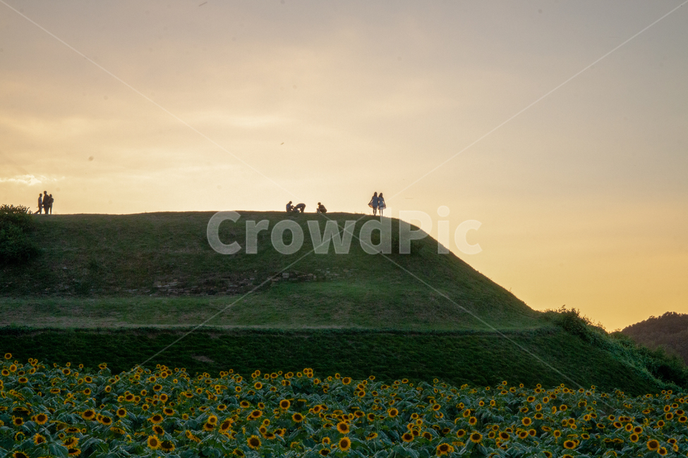 해바라기,노을,역광,꽃밭,sunflower,꽃,하늘,자연,풍경,backlit,해바라기축제,식물,field,들,목초지,해질녘,한국,대한민국,꽃축제,축제