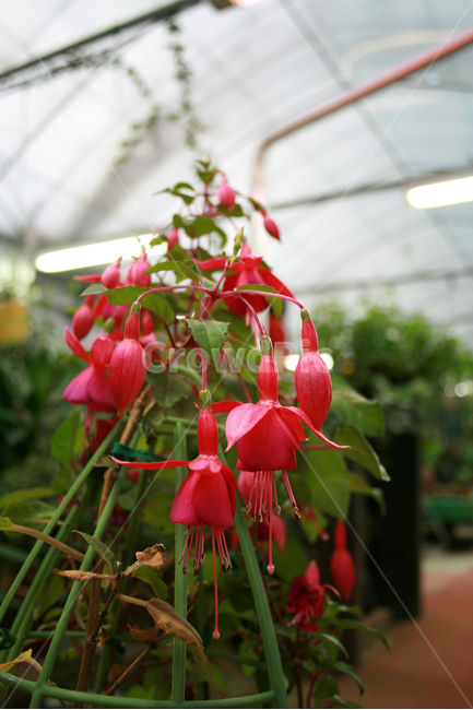후크시아,식물,flower,plants,nature,꽃,꽃봉오리,화원,식물,자연,plants,nature,꽃,flower