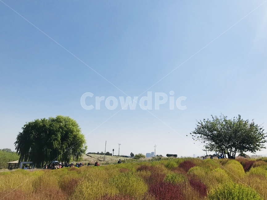 자연,nature,하늘숲공원,서울,나무,자연,풍경,nature,landscape,grassland,목초지,field,들,outdoors,옥외