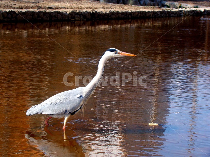 학,조류,새,bird,왜가리,불광천,동물,animal,조류,새,birds