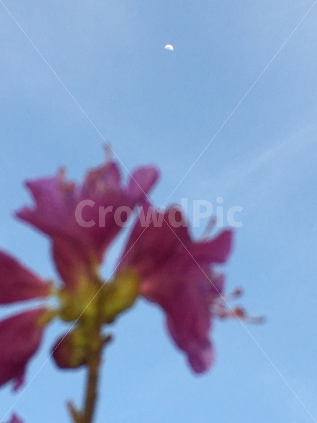 달,꽃,하늘,풍경,배경,식물,자연,plants,nature,꽃,flower