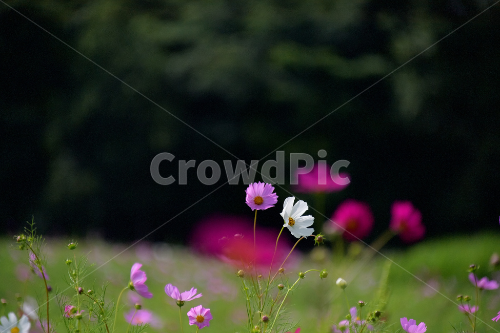 보리,보리밭,코스모스,가을,여름꽃,꽃,가을,계절,fall,autumn,season,식물,자연,plants,nature,꽃,flower,geranium,제라늄,blossom,plant