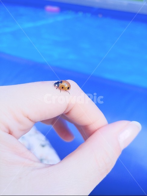 무당벌레,곤충,ladybug,손,자연,봄,손가락,숲,동물,몸,감성,nature,레이디버그,벌레,hand,여름,계절