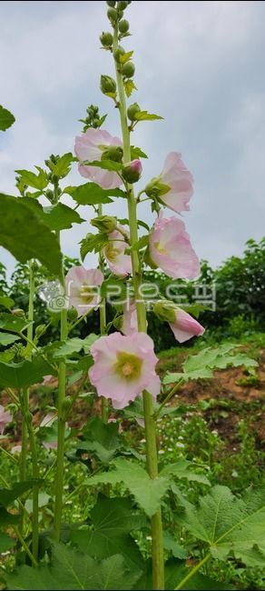 꽃,식물,들꽃,자연,풍경