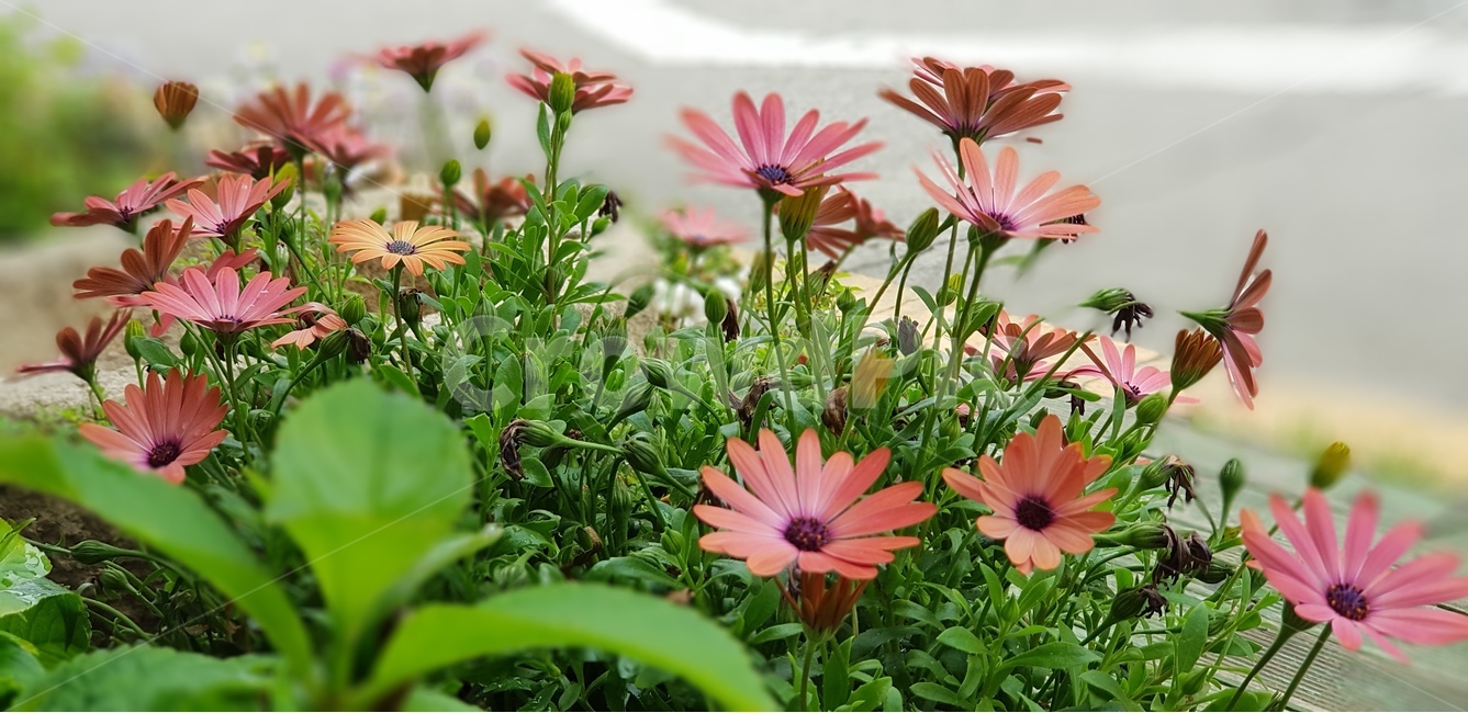 디모르포테카,식물,분재,화초,아름다움,식물,자연,plants,nature,꽃,flower