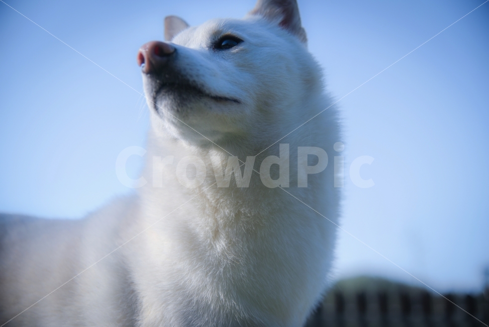 시바견,강아지,개,반려견,애견,시바이누,인물,풍경,사진,동물,animal,개,강아지,dog,doggy,포유류,mammal