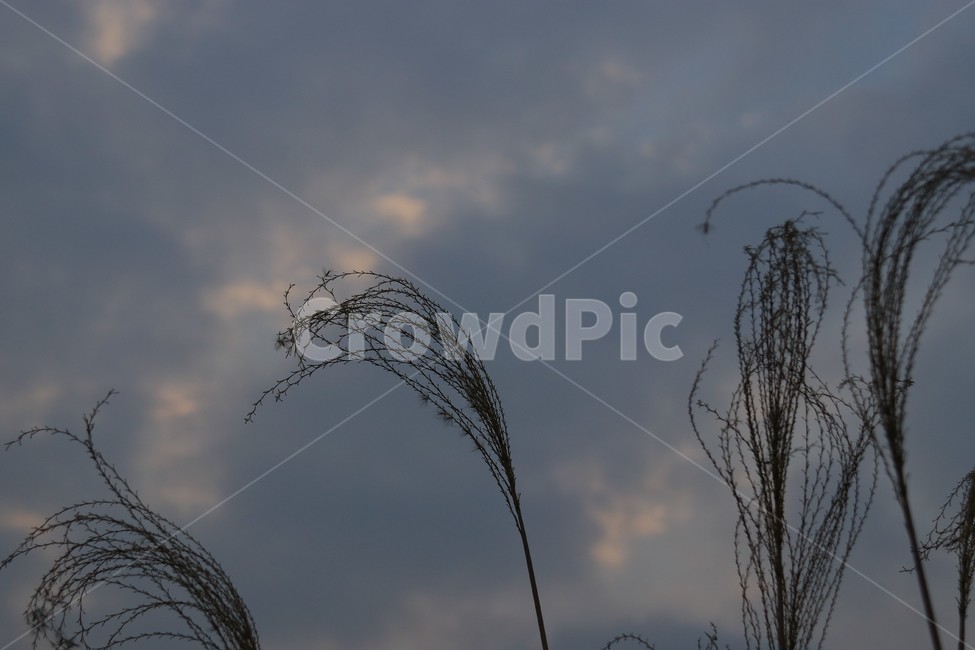 갈대,하늘,자연,nature,sky,구름,cloud
