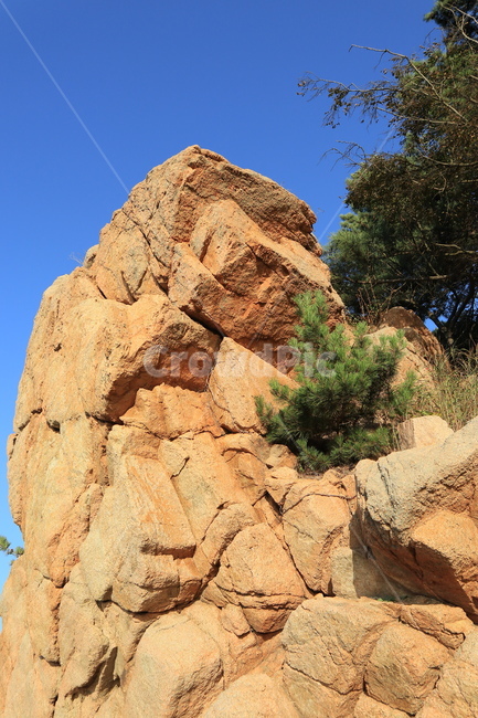 바위,바다,돌바위,나무,바다바위,자연,풍경,nature,landscape,outdoors,옥외,cliff,낭떠러지