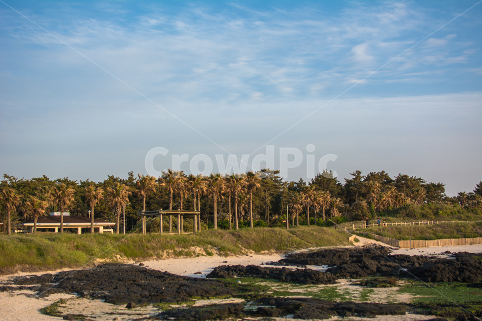 제주도,협재해변,야자수,제주,바닷가,제주도,jeju,jeju island,outdoors,옥외