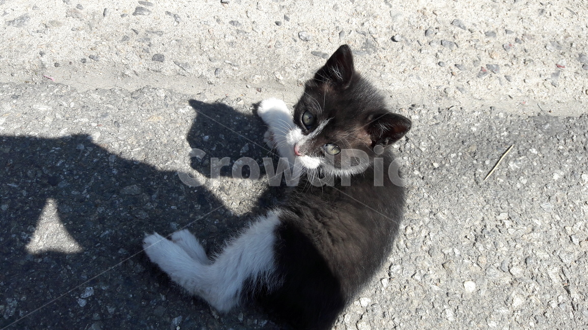 고양이,길냥이,길고양이,새끼고양이,턱시도