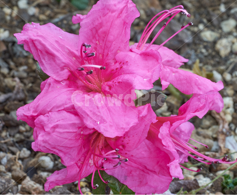 철쭉,분홍꽃,붉은꽃,빨간꽃,접사,봄,azalea,spring,blooming,macro,꽃,수술,암술