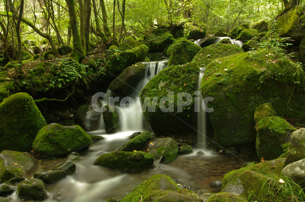 이끼계곡,초록,water,물,nature,자연,outdoors,옥외,장노출,자연,풍경,nature,landscape