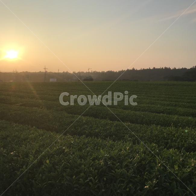 녹차밭,노을,빛,light,sunset,해질녘,자연,풍경,nature,landscape,flare,플레어