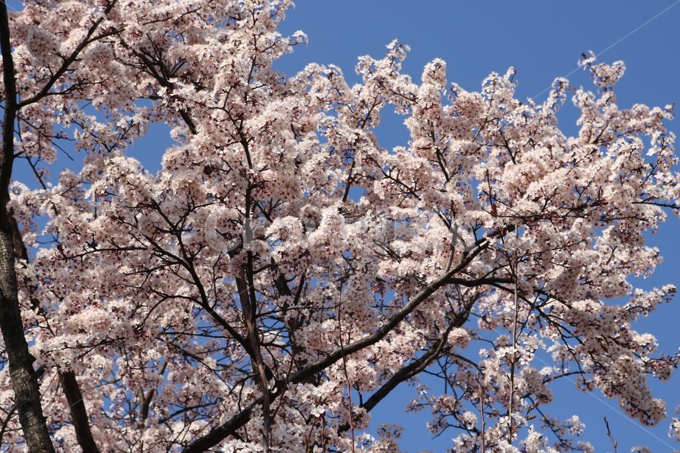 벚꽃,꽃,나무,하늘,분홍,cherryblossoms,flower,tree,sky,pink,skyblue,봄,계절,spring,season,식물,자연,plants,nature,꽃,flower,plant,blossom