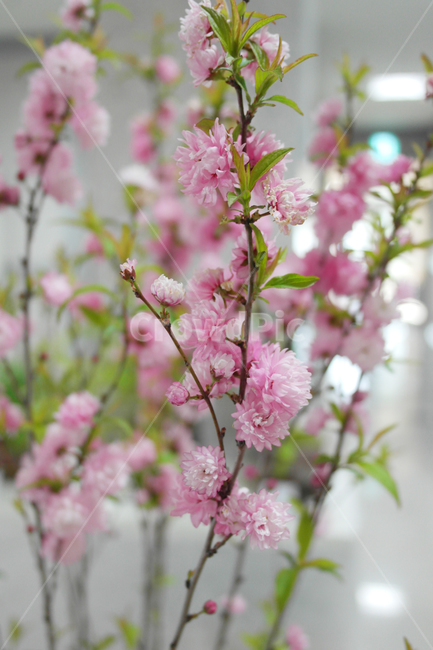 flower,꽃,식물,정원,공원,봄,봄꽃,핑크색꽃,분홍색꽃